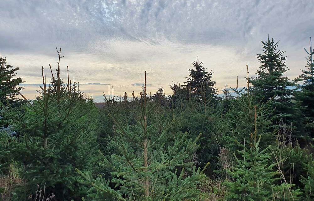 Sapins de Noël